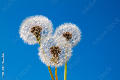 Dandelions against the blue sky. Beautiful background