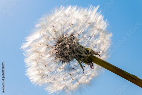 Dandelions against the blue sky. Beautiful background