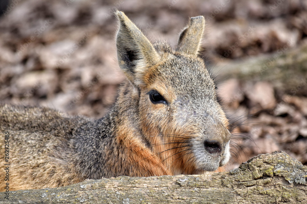 Fototapeta premium Exotic Hare Dolichotis Patagonum Portrait Resting Head Closeup 