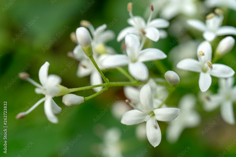 White flowers - selective focus - background for a greeting card. White flowers - selective focus - background for a greeting card.