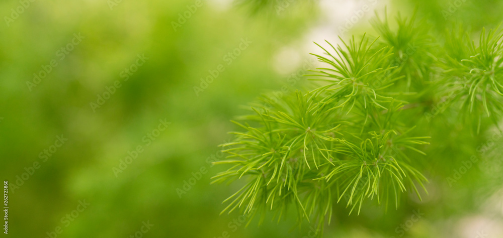 Blurred image of a green plant - the background for writing text.