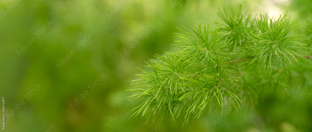 Blurred image of a green plant - the background for writing text. Blurred image of a green plant - the background for writing text.