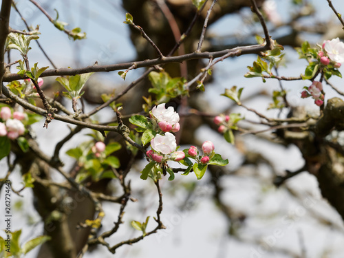 Inflorescences printani  re du pommier domestique  Malus domestica . Boutons de fleurs ros  tres  p  tales blanches et feuilles alternes  dent  es et vertes