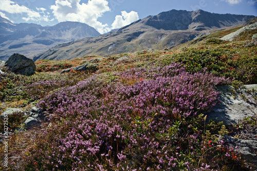 Panoramic view of mountain heather bushes in the bright colors of autumn  at the Sempione pass in Switzerland.