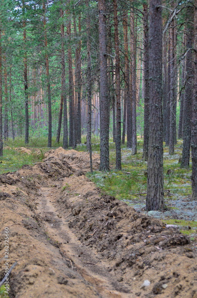 Nature,environment, forests, swamps, fields, rivers Nature,environment, forests, swamps, fields, rivers
