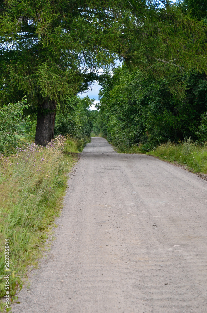 Obraz premium Nature,environment, forests, swamps, fields, rivers