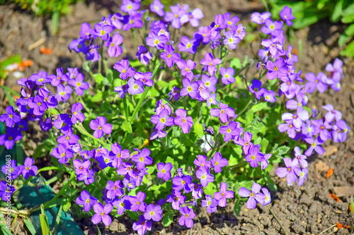 Violet Tiny Flowers in a Home Garden 