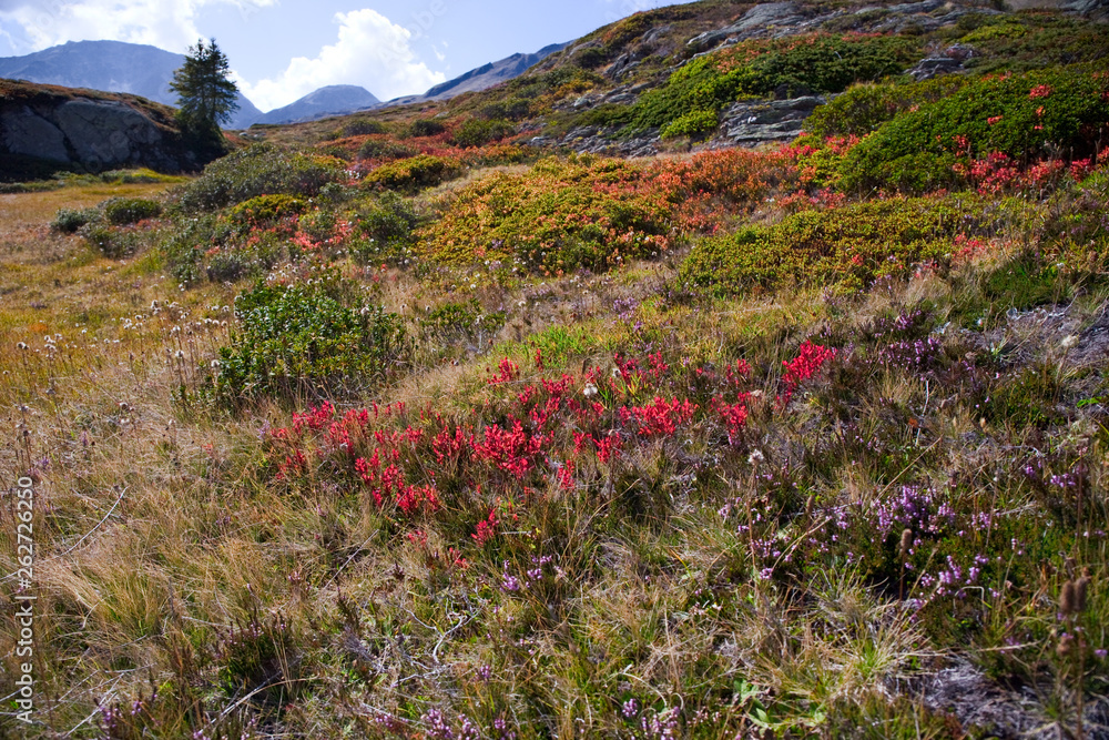 Fototapeta premium Panoramic view of the mountain flowering meadows in the bright colors of autumn, at the pass of sempione in Switzerland.