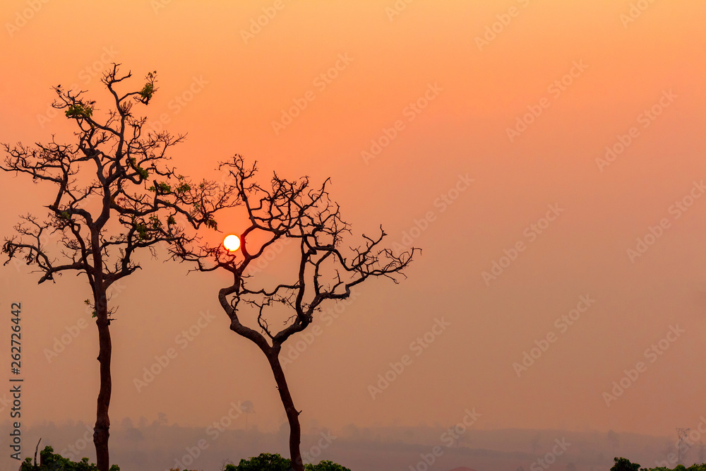 Trees silhouetted against a setting sunset.