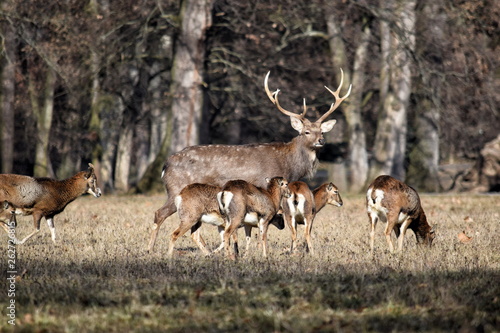 Beautiful Dybowskii Deer with Mouflons in the Forest