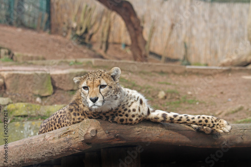 Gepard