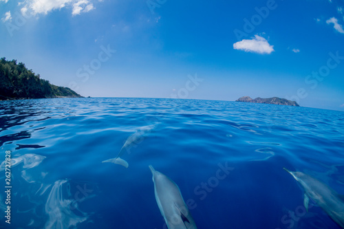 ボートの舳先を泳ぐハシナガイルカ © shota