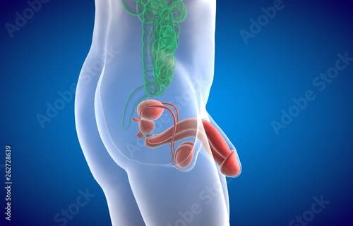 Male reproductive system, medical concept