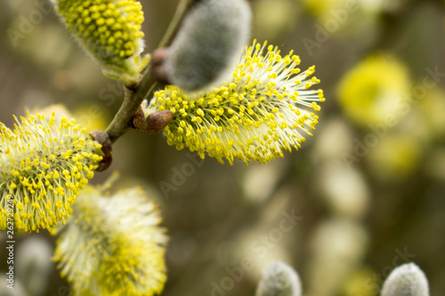 Beautiful Catkins Blossom in Springtime. Easter Time.