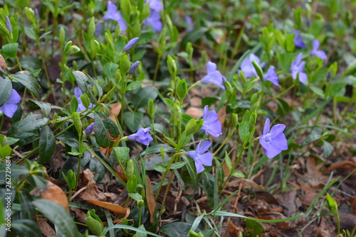 Spring perennial carpeted flowers, Ukrainian periwinkles, periwinkle with delicate blue flowers and beautiful leaves, green and floral background in spring