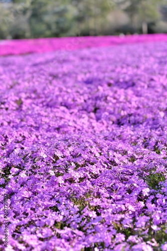 芝桜 畑 千葉県 富田ふるさと耕園 春 お散歩 関東 japan spring 