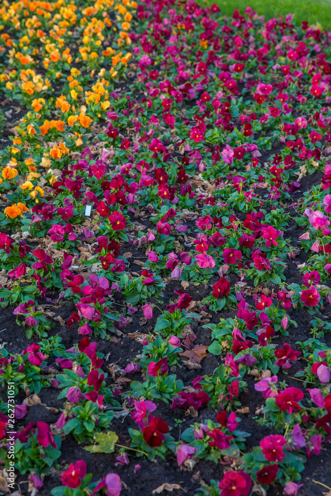 Beautiful colorful Pansies in a flowerbed in springtime. Nature background with selective focus.