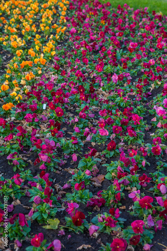 Beautiful colorful Pansies in a flowerbed in springtime. Nature background with selective focus.