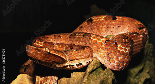 snake on black background; pit viper on branch; hump-nosed pit viper;amazon;sri lanka; snake on a branch; brown snake; cobra
