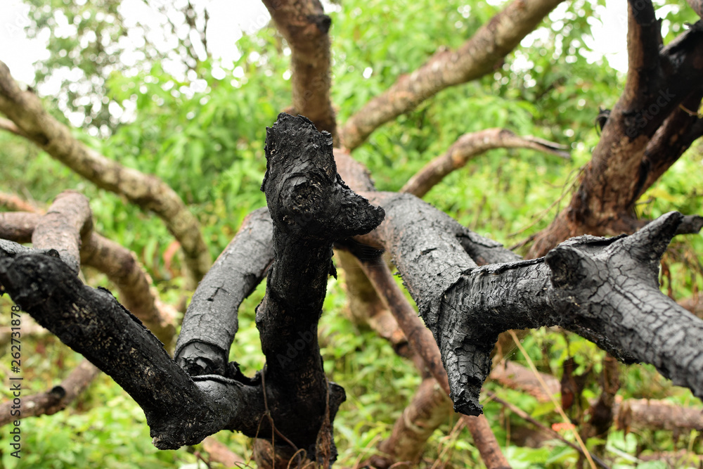 charred burnt branches of mango tree charred burnt branches of mango tree