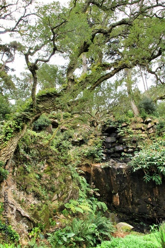 Leafy and green gardens in Sintra