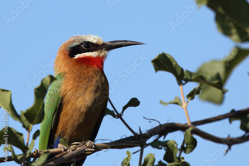 Weißstirnspint / White-fronted bee-eater / Merops bullockoides photo