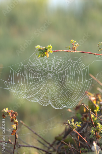 Spinnennetz photo