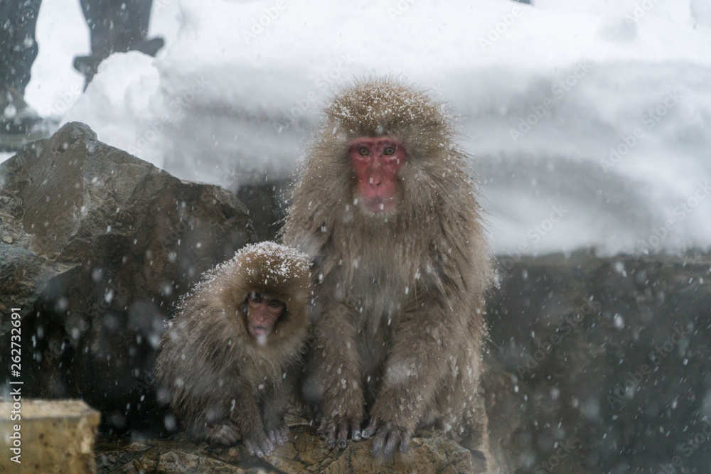 Fototapeta premium スノーモンキー ニホンザルの親子