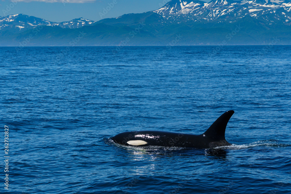 Fototapeta premium シャチの群れ 知床，羅臼