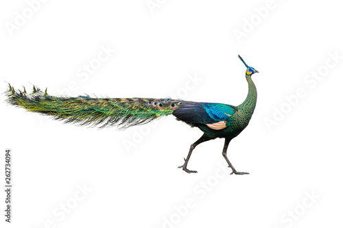 Male peacock on white background