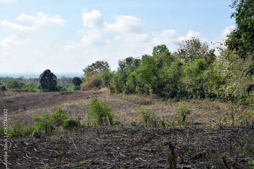 Barren corn field on post harvest Barren corn field on post harvest