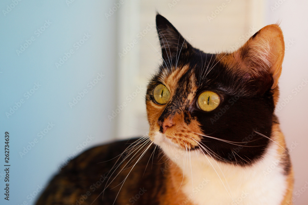 Beautiful tricolor cat sits on a light background and looks a little to the side, Close-up