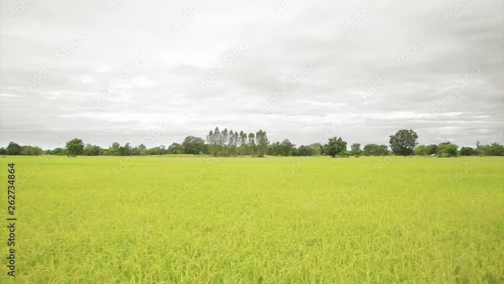 Rice field and nice cloud. (Panning) Rice field and nice cloud. (Panning)
