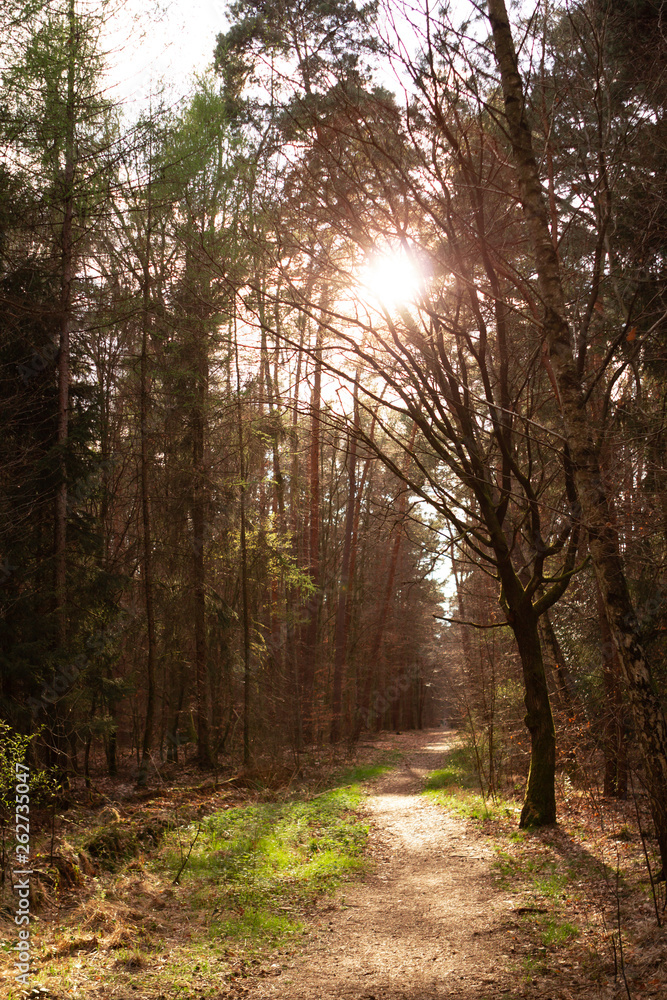 Fototapeta premium The road in the forest, the light of the sun shines through the tops of tall trees