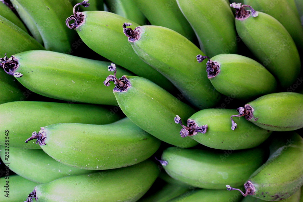 Close up view of a bunch of green banana harvested in a farmhouse in the city of Mairinque, Sao Paulo, Brazil.