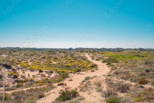 Sand way between bushes and desert vegetation. Arid scenery. Mediterranean dry landscape near the beach