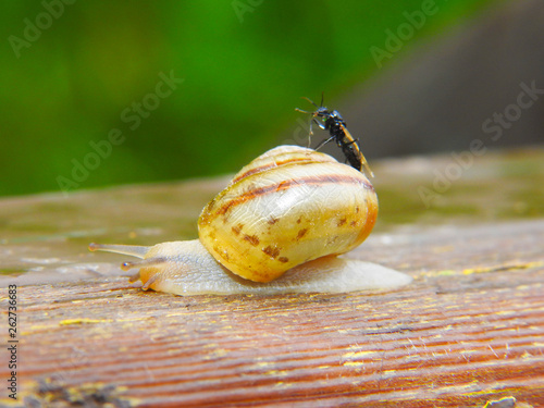 Macro mode. Wasp sitting on a snail.