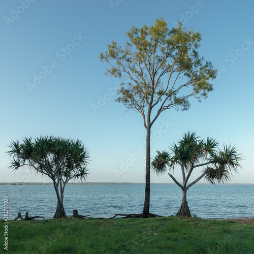 Zwei Palmen und ein Baum am Strand