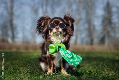 chihuahua dog in glasses holding poo bag in her mouth