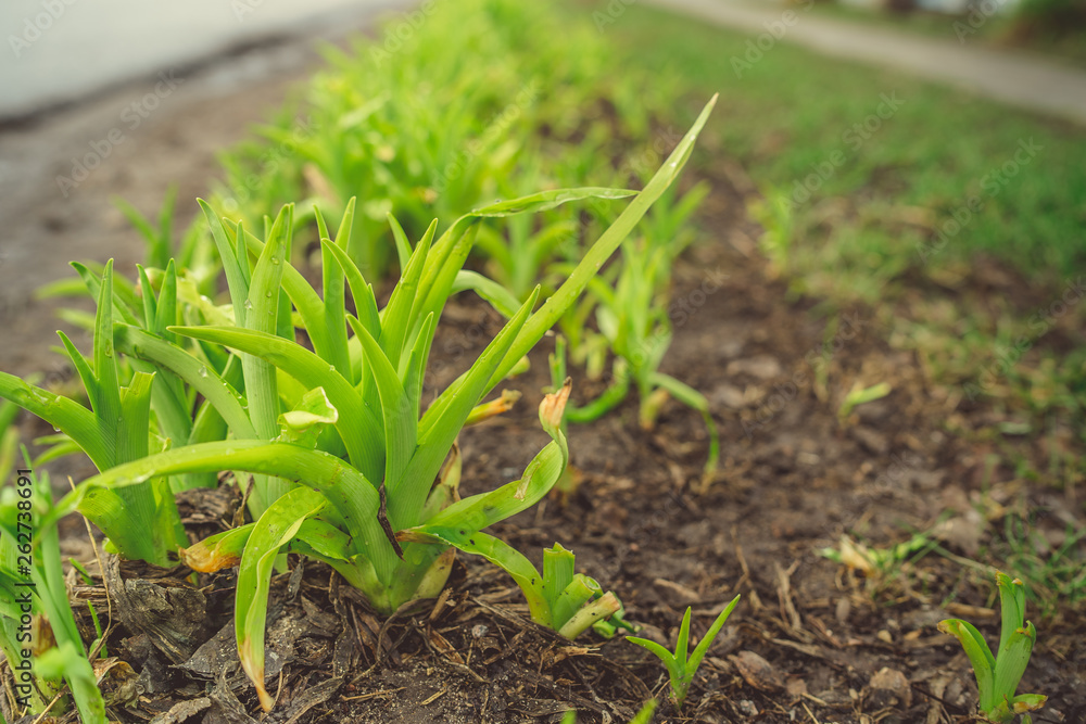 Growing green plans in soil Tender sprigs of green plants growing on dark wet soil Growing green plans in soil Tender sprigs of green plants growing on dark wet soil