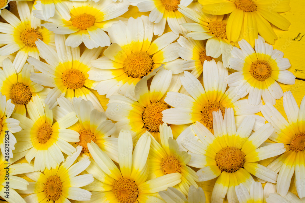 Close up daisies.