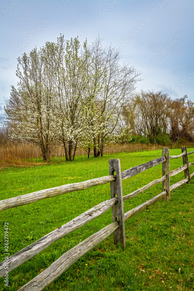 Fence of Spring