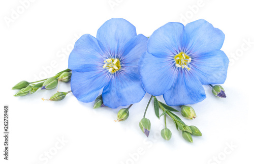 Flax flowers with seeds closeup isolated on white © sasapanchenko