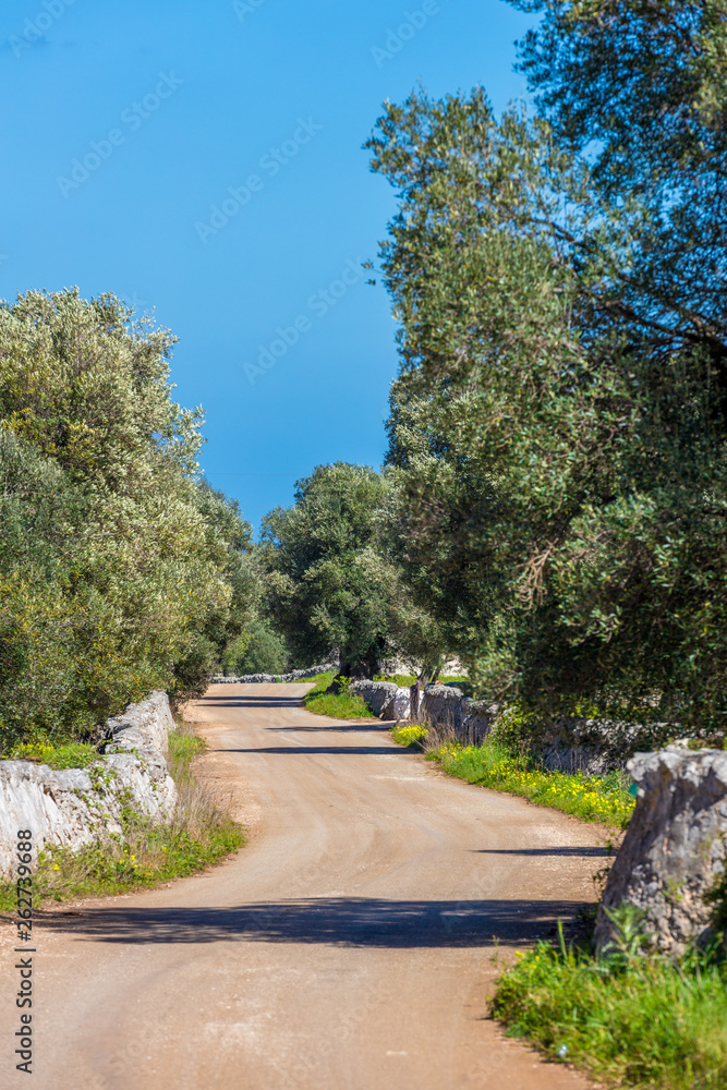 Olivenbaumplantage in Italien