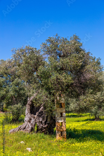 Olivenbaumplantage in Italien