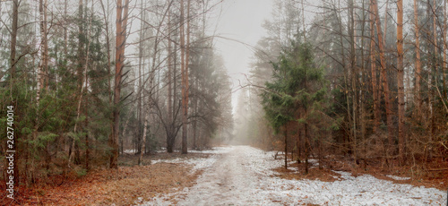 Misty landscape with forest at early morning