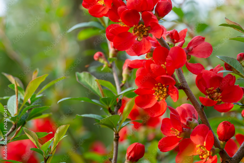 Macro of bright red spring flowering Japanese quince or Chaenomeles japonica on the blurred garden background. Sunny day. Selective focus. Interesting nature concept for design Macro of bright red spring flowering Japanese quince or Chaenomeles japonica on the blurred garden background. Sunny day. Selective focus. Interesting nature concept for design