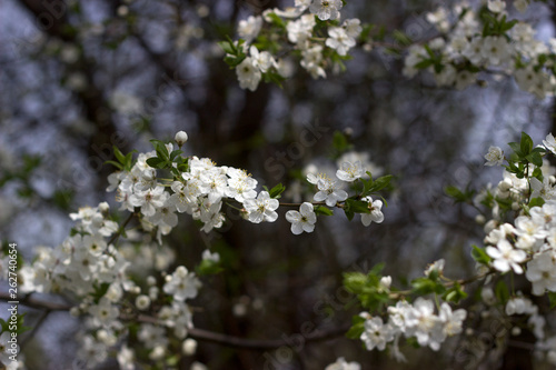 Cherry plum branches with white flowers and young leaves, spring concept.