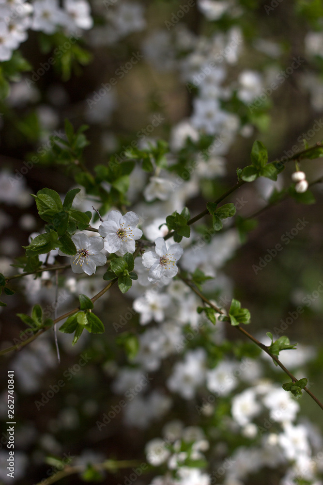Cherry plum branches with white flowers and young leaves, spring concept.