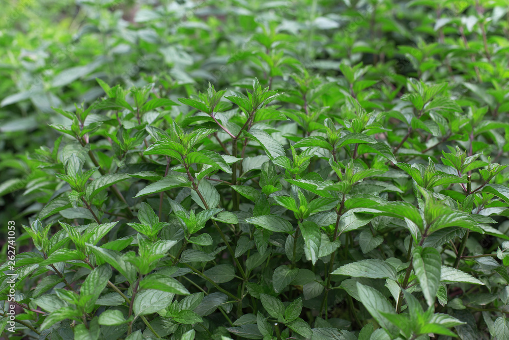 Aromatic mint growing in the garden. Fresh green leafs close up.